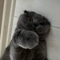 Scottish Fold, Kedi  Tüylü fotoğrafı