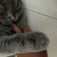 Scottish Fold, Kedi  Tüylü fotoğrafı