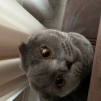 Scottish Fold, Kedi  Tüylü fotoğrafı