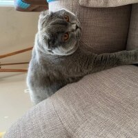 Scottish Fold, Kedi  Tüylü fotoğrafı