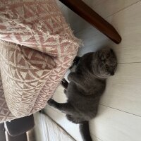 Scottish Fold, Kedi  Tüylü fotoğrafı