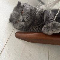 Scottish Fold, Kedi  Tüylü fotoğrafı