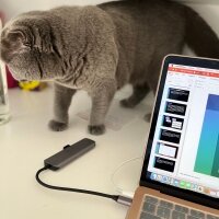 Scottish Fold, Kedi  Tüylü fotoğrafı