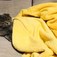 Scottish Fold, Kedi  Tüylü fotoğrafı