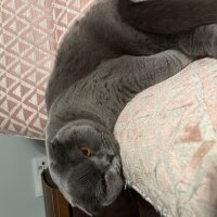 Scottish Fold, Kedi  Tüylü fotoğrafı