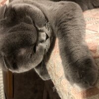 Scottish Fold, Kedi  Tüylü fotoğrafı