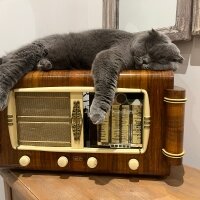 Scottish Fold, Kedi  Tüylü fotoğrafı