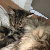 Tekir Kedi, Kedi  Noname fotoğrafı