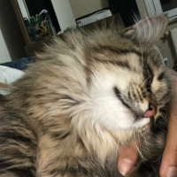 Tekir Kedi, Kedi  Noname fotoğrafı