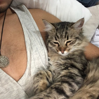 Tekir Kedi, Kedi  Noname fotoğrafı