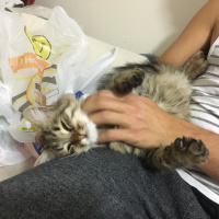 Tekir Kedi, Kedi  Noname fotoğrafı