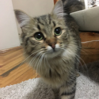 Tekir Kedi, Kedi  Noname fotoğrafı