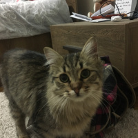 Tekir Kedi, Kedi  Noname fotoğrafı