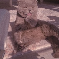Scottish Fold, Kedi  Dobby fotoğrafı