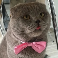 Scottish Fold, Kedi  Dobby fotoğrafı