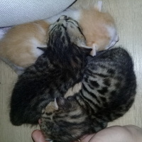 Soke, Kedi  Bal fotoğrafı