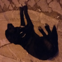 Sokö (Sokak Köpeği), Köpek  Arap fotoğrafı