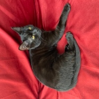 Tekir Kedi, Kedi  Gece fotoğrafı