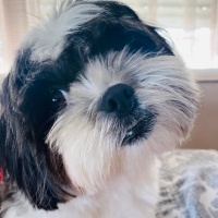 Shih Tzu, Köpek  MİKA fotoğrafı