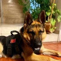 Alman Çoban Köpeği, Köpek  Pars fotoğrafı
