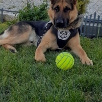 Alman Çoban Köpeği, Köpek  Pars fotoğrafı