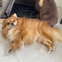 Pomeranyalı, Köpek  Bambi fotoğrafı