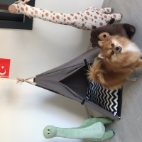 Pomeranyalı, Köpek  Bambi fotoğrafı