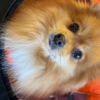 Pomeranyalı, Köpek  Bambi fotoğrafı