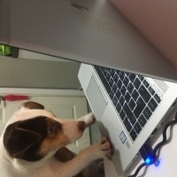 Jack Russell Terrier, Köpek  Marşıl fotoğrafı