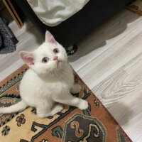 British Shorthair, Kedi  Rona fotoğrafı