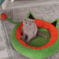 Scottish Fold, Kedi  PONÇİK fotoğrafı