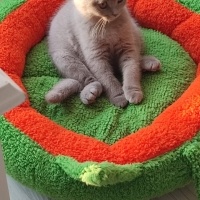 Scottish Fold, Kedi  PONÇİK fotoğrafı