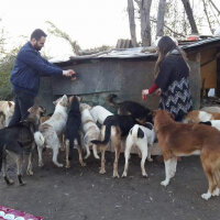 Sokö (Sokak Köpeği), Köpek  Sokak canları fotoğrafı