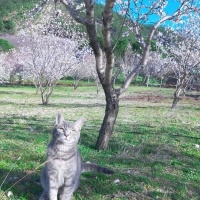 Tekir Kedi, Kedi  Bal fotoğrafı