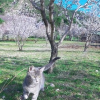 Tekir Kedi, Kedi  Bal fotoğrafı