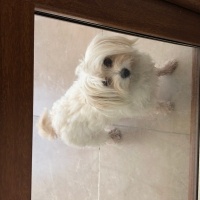 Maltese, Köpek  Reçel fotoğrafı