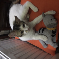 Tekir Kedi, Kedi  pati fotoğrafı