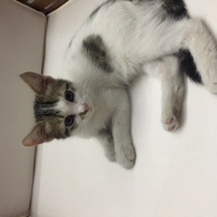 Tekir Kedi, Kedi  pati fotoğrafı