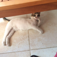 Tekir Kedi, Kedi  pati fotoğrafı