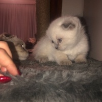 Scottish Fold, Kedi  Scottish fold fotoğrafı