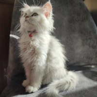 British Longhair, Kedi  Süslü fotoğrafı