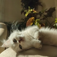 British Longhair, Kedi  Süslü fotoğrafı