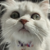 British Longhair, Kedi  Süslü fotoğrafı