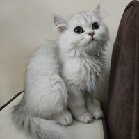British Longhair, Kedi  Süslü fotoğrafı