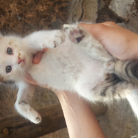 Tekir Kedi, Kedi  Kedicikler fotoğrafı