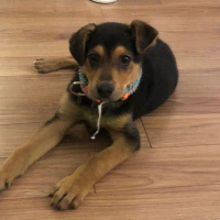 Sokö (Sokak Köpeği), Köpek  Sefa fotoğrafı