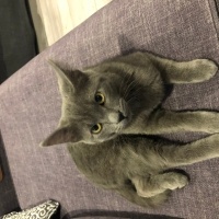 Tekir Kedi, Kedi  Gölge fotoğrafı