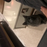 Tekir Kedi, Kedi  Gölge fotoğrafı