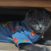 Scottish Fold, Kedi  Duman fotoğrafı