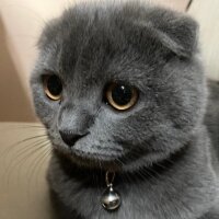 Scottish Fold, Kedi  Duman fotoğrafı